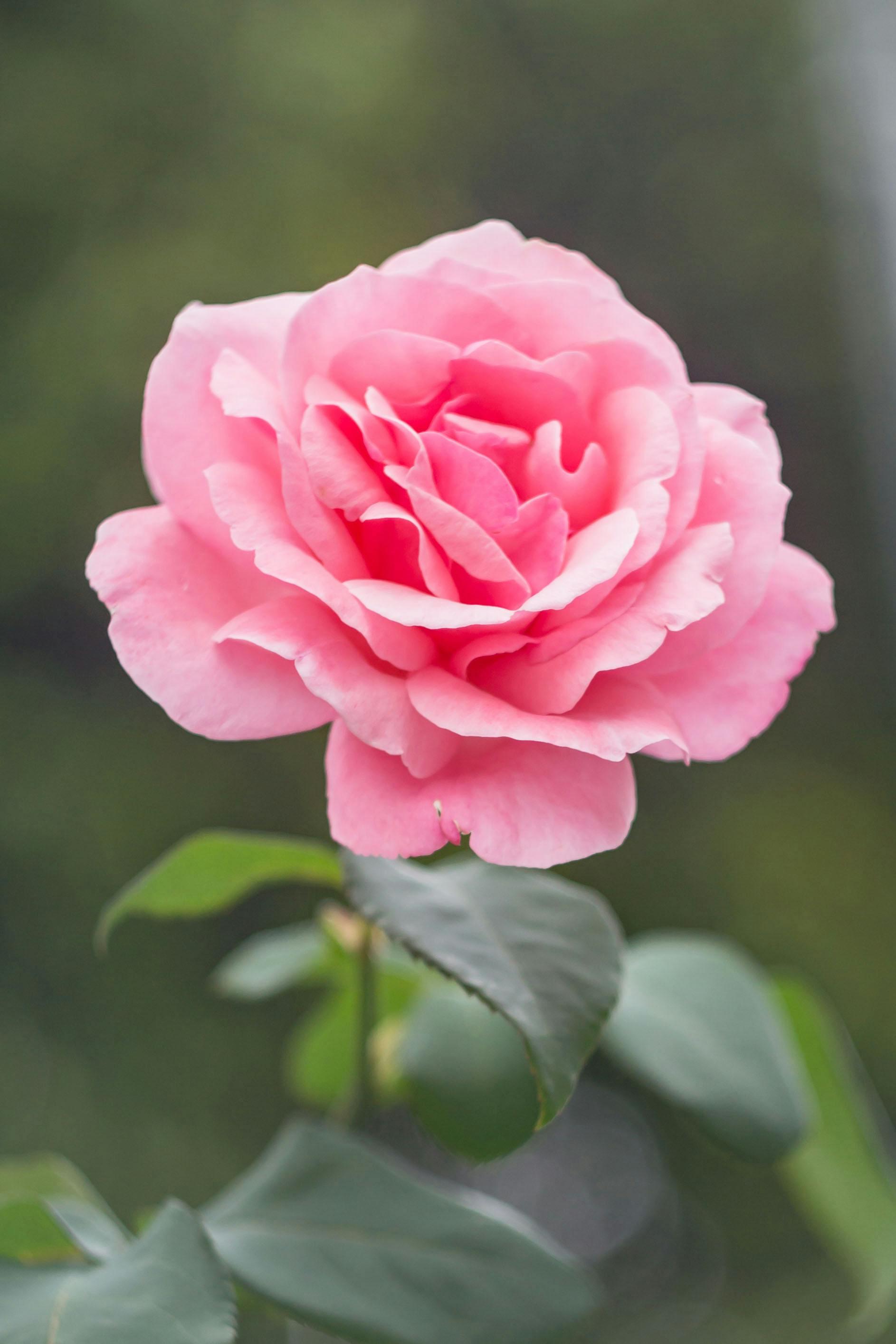 test2332